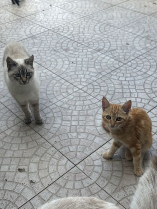 Gatos para adoção