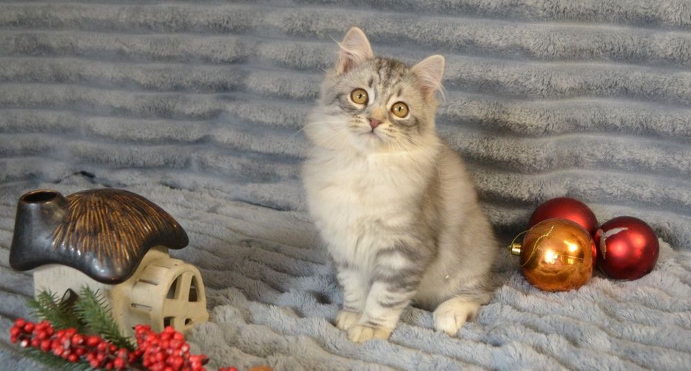 Продам сибирячку