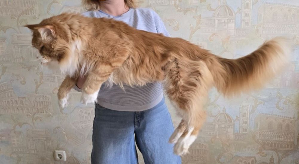 Мейн-куни  - чистопородні велетні