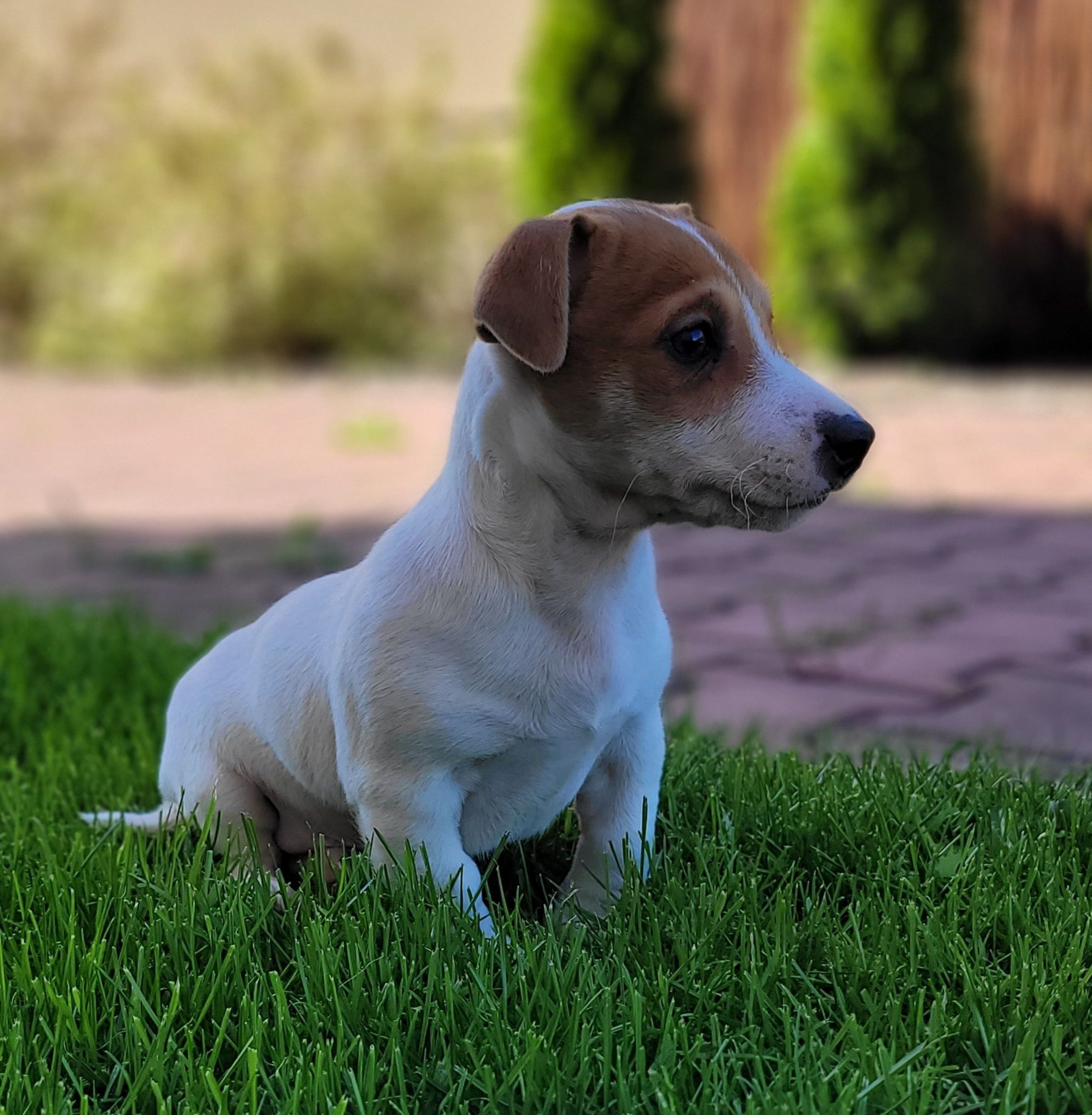 Jack Russell Terrier Piesek Super