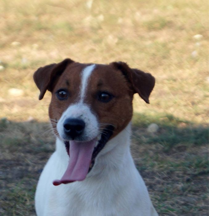 Jack russel terrier. Reproduktor do krycja