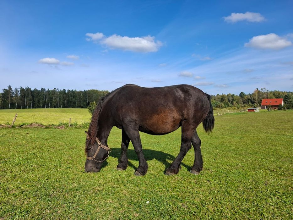 Klacz zimnokrwista kara