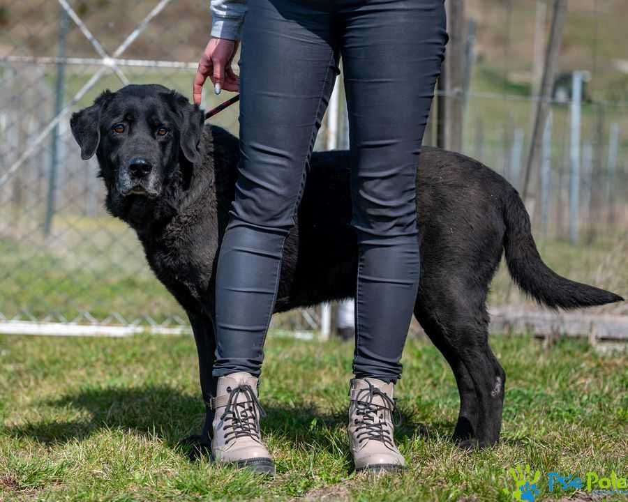 DOLARS - miły, kontaktowy psiak w typie rasy labrador