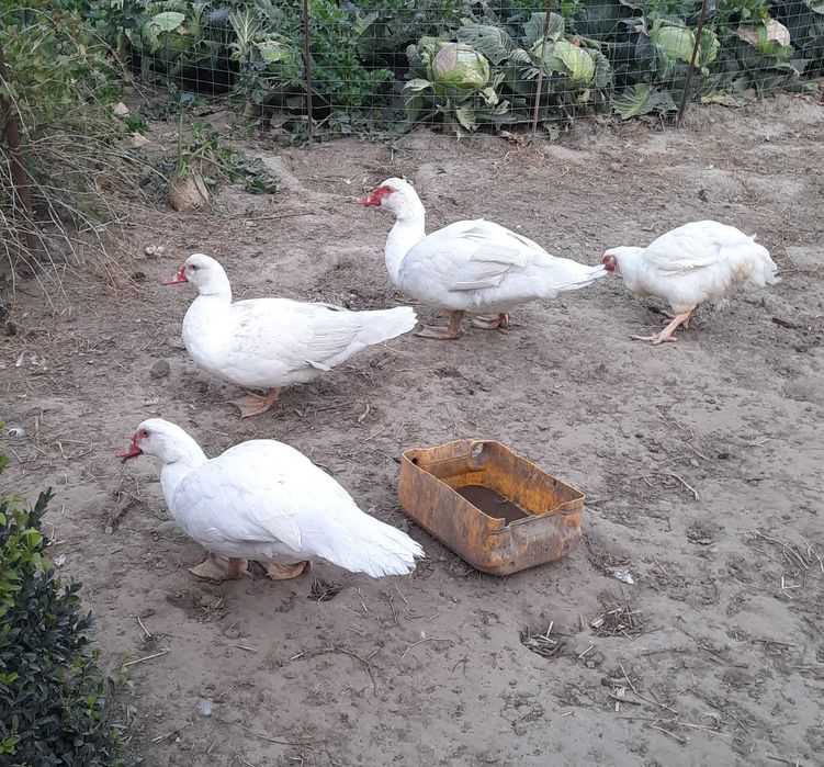 Качки мускусні. Утки.