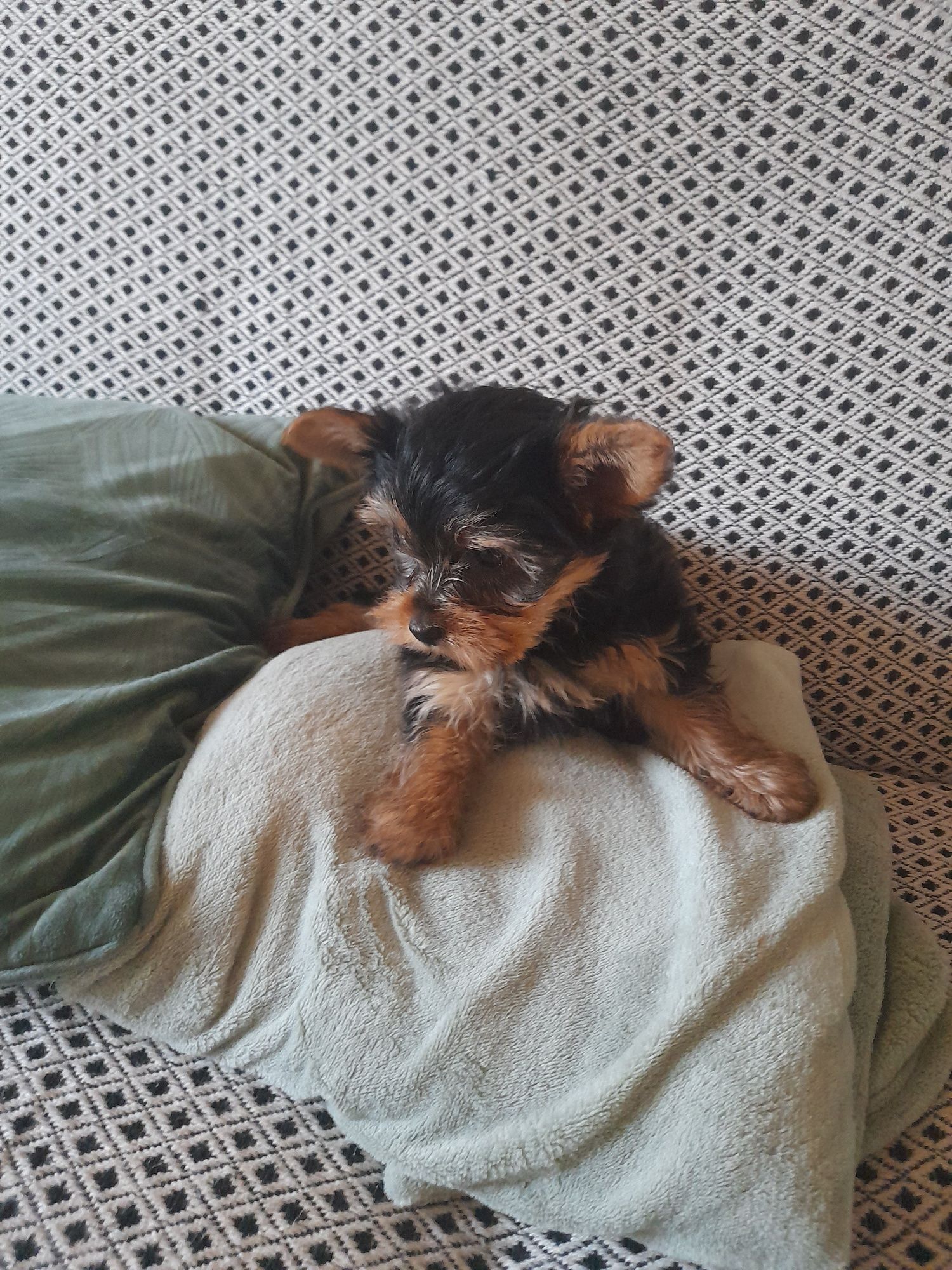 Yorkshire Terrier York