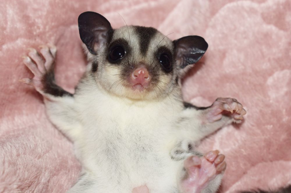 Lotopałanki, lotopałanka, sugar glider. SAMICZKA