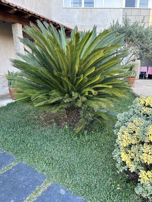 Palmeira Cyca Revoluta