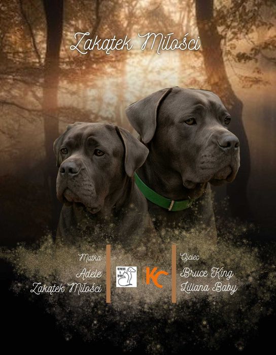 Cane corsa italiano Blu , Bison itd