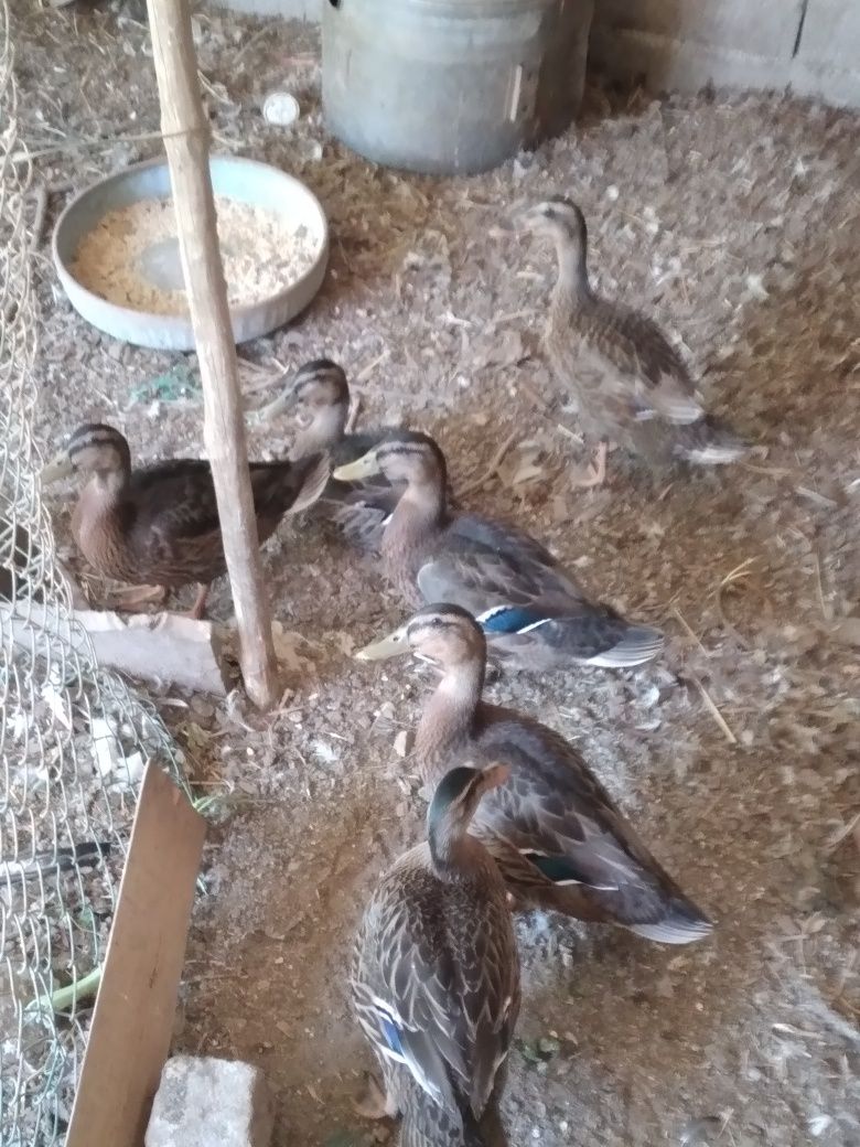 Patos Real - 5 para venda
