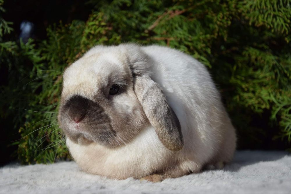 Królik Mini Lop - Samiec.