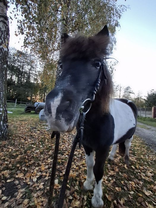 Kochany kucyk profesor