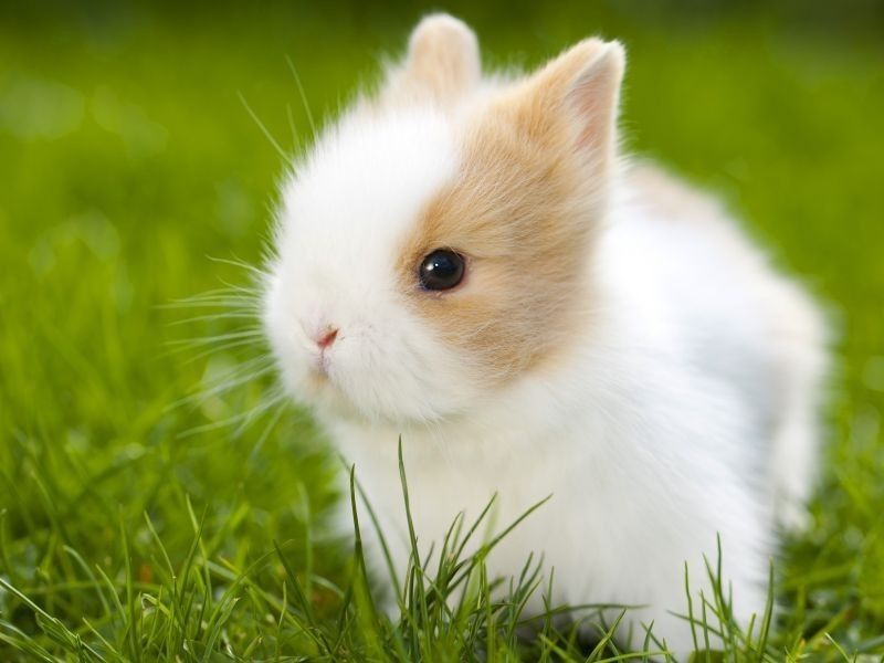 KIT completo coelhos anões mini holandês e minitoy super fofos