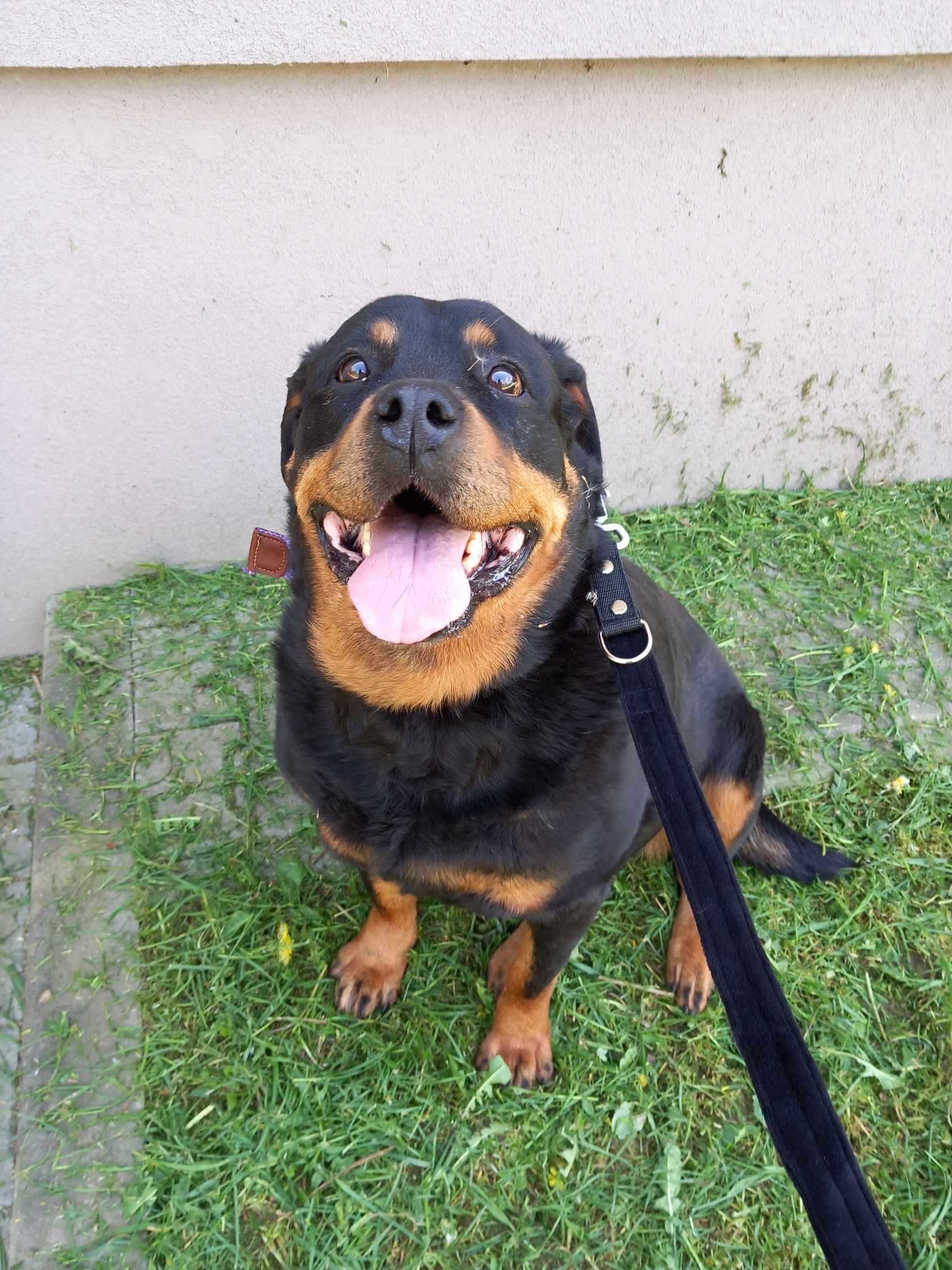 Wega - sunia w typie rottweilera szuka domu