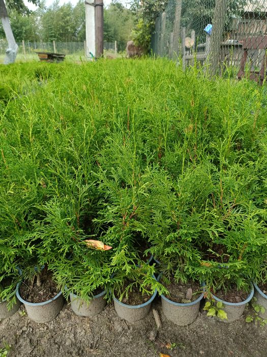 Продам колумна, смарагд,брабант, літл чемпіон, літл гігант, суеціка