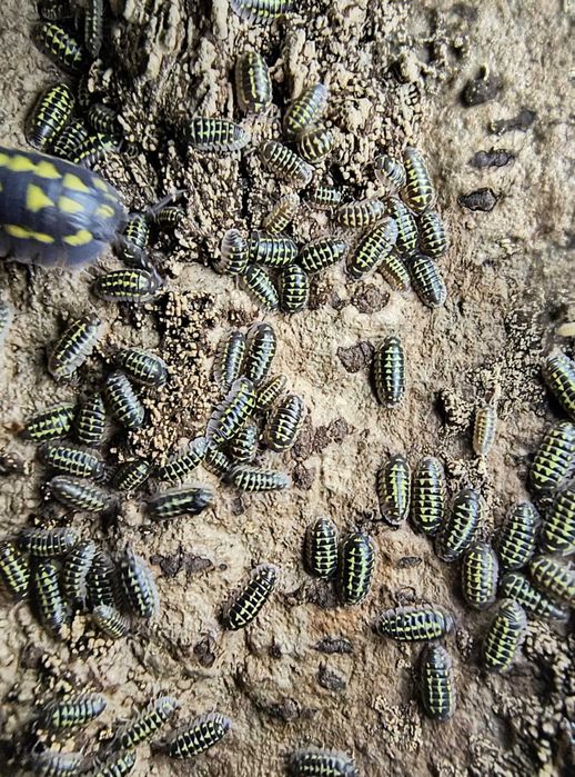 Isopody Armadillidium Gestroi