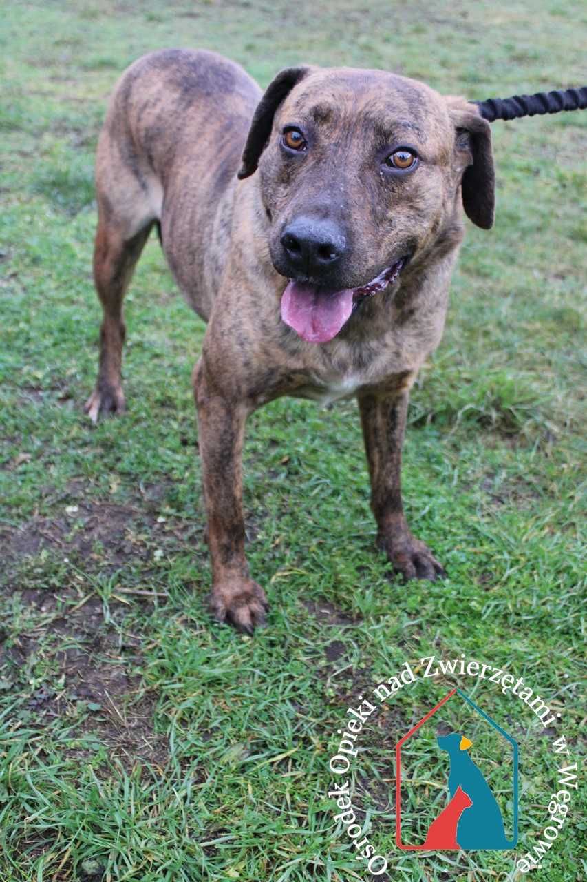 Marti -łagodny, ładny  psiak  szuka domu! Adoptuj!