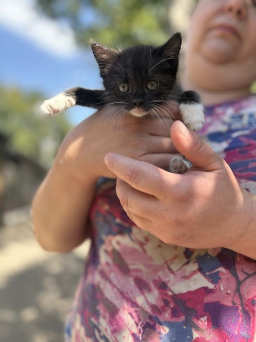 котенок мальчик бесплатно