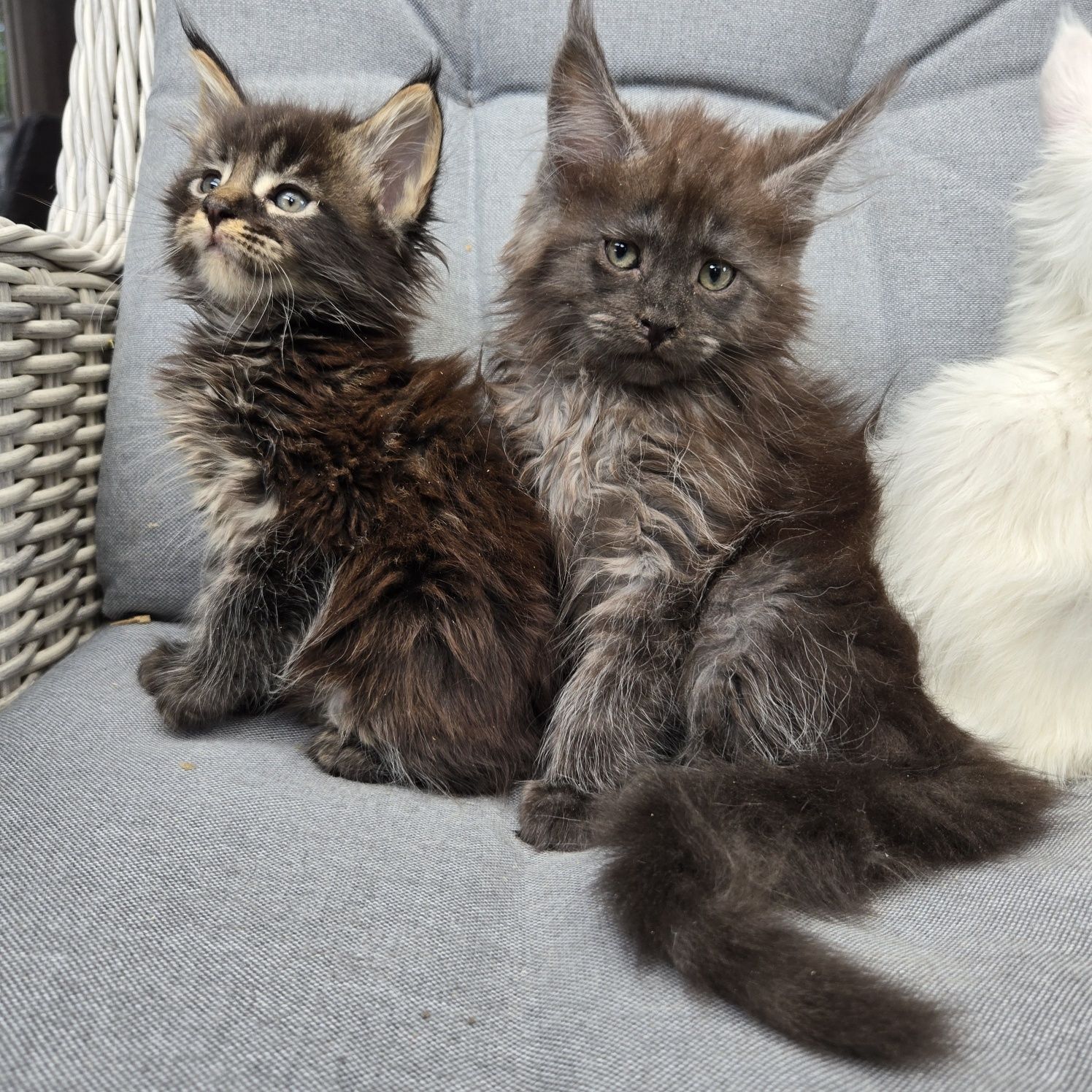 Mainecoon Coon Kocurek Felis Polonia