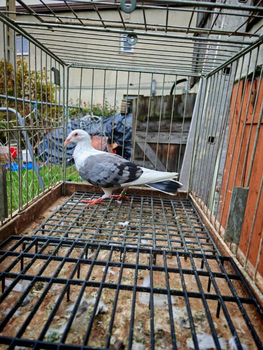 Śląski tarczowy siwy 2025