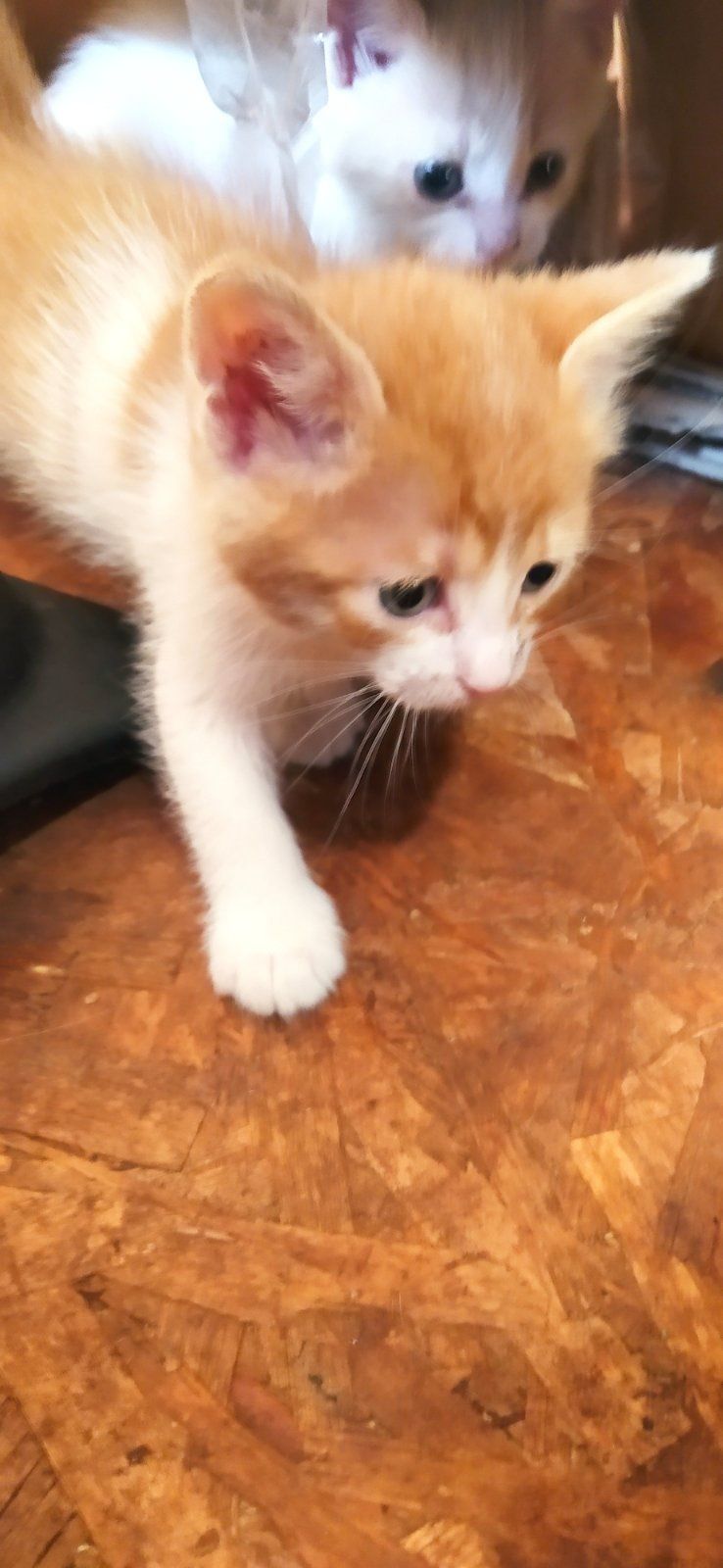 Котики  даром!!!