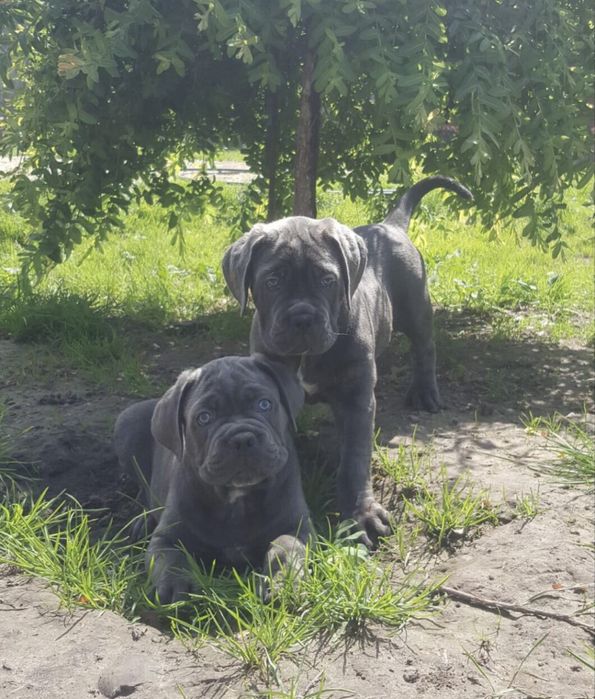 Елітні хлопчики Cane corso-сірого забарвлення