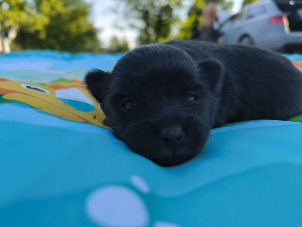 Szpic Miniaturowy pomeranian suczka