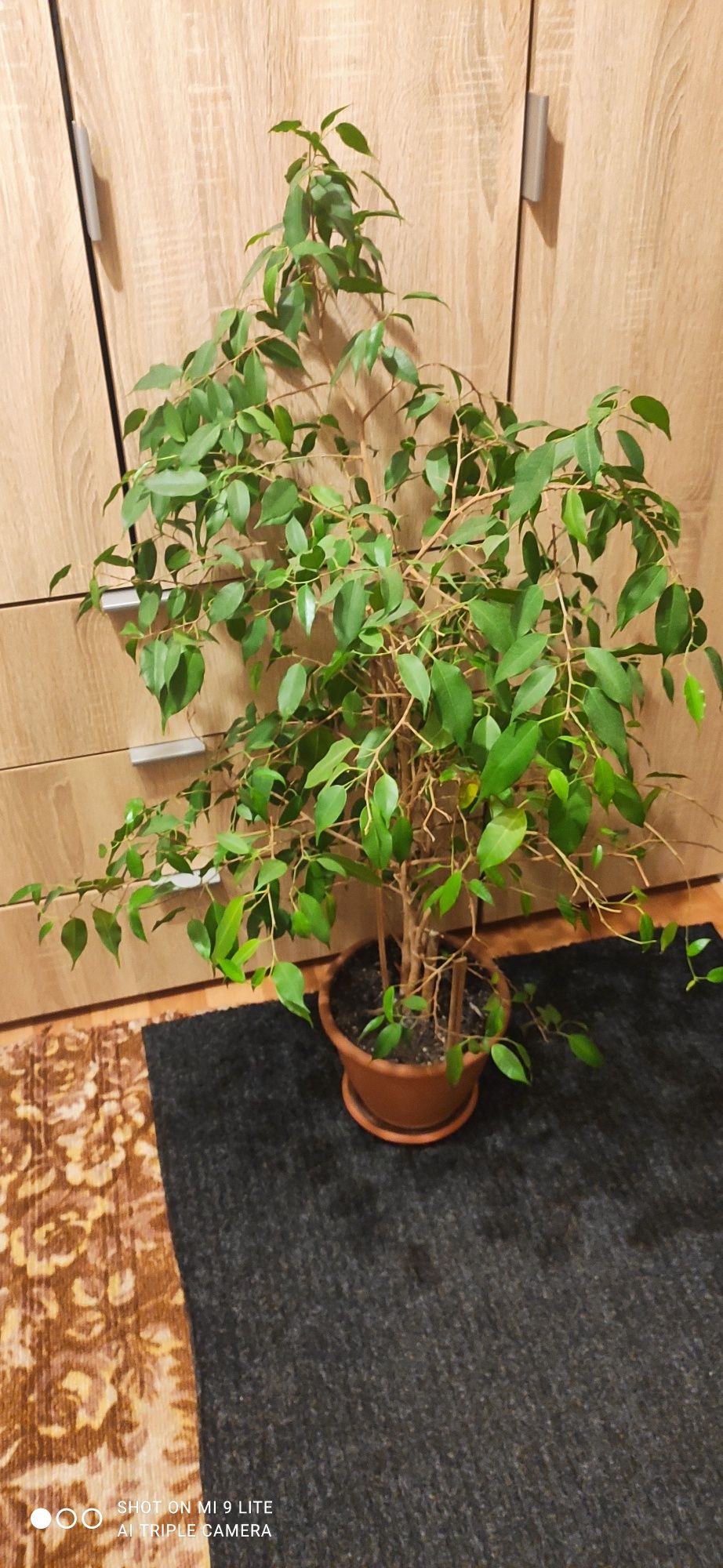 Комнатные цветы ( фикус, денежное дерево, пеперомия туполистная),