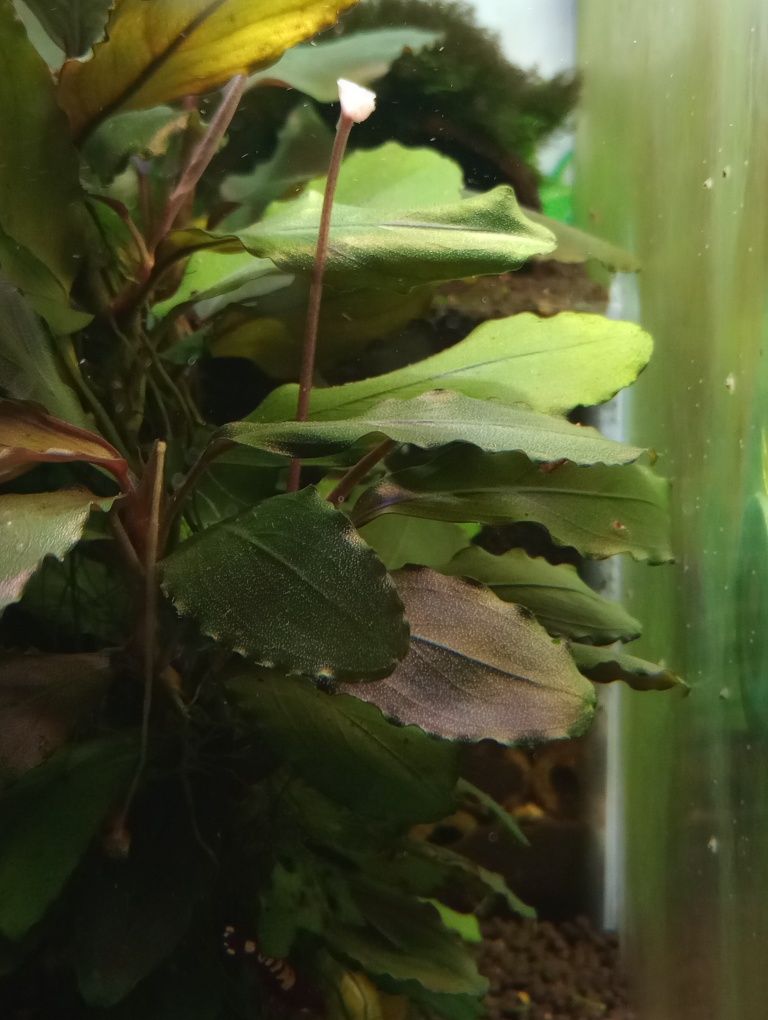 Bucephalandra Red Cerberus