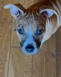 Ast.do odbioru Amstaff.American Staffordshire terrier. Suczka.