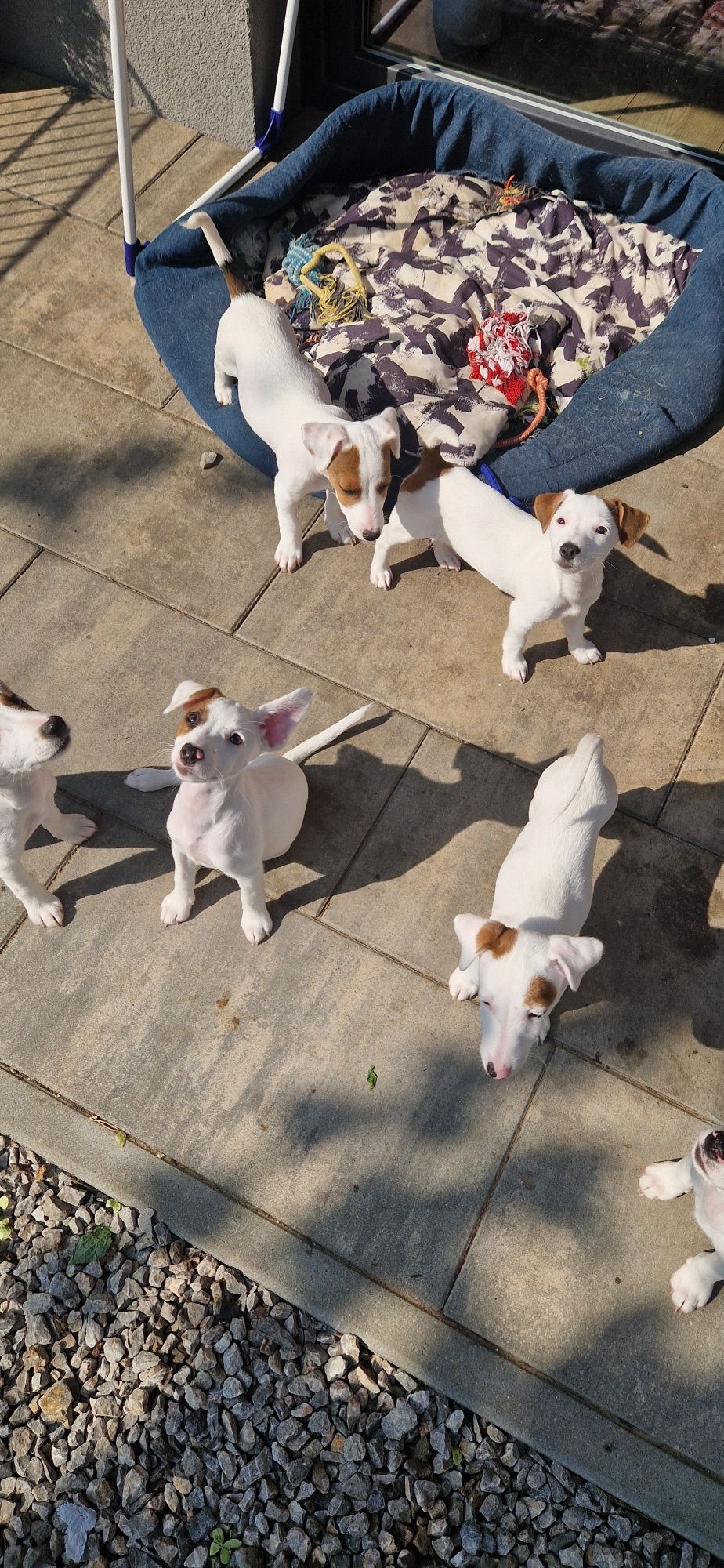 Jack Russell Terrier
