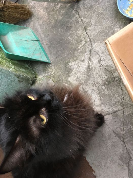 Пропала мама кошка та котеня прямо з двору