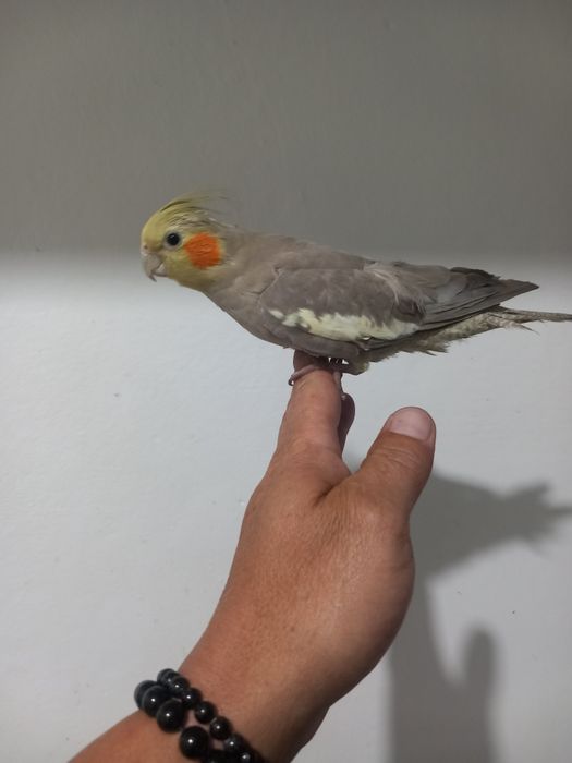 Caturra domesticada