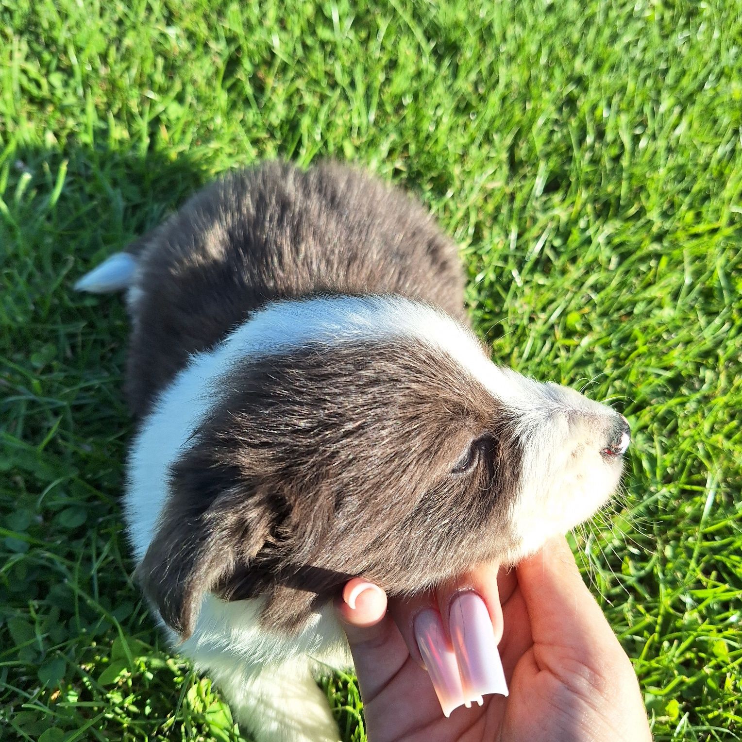 Niebiesko biały Piesek border collie do odbioru