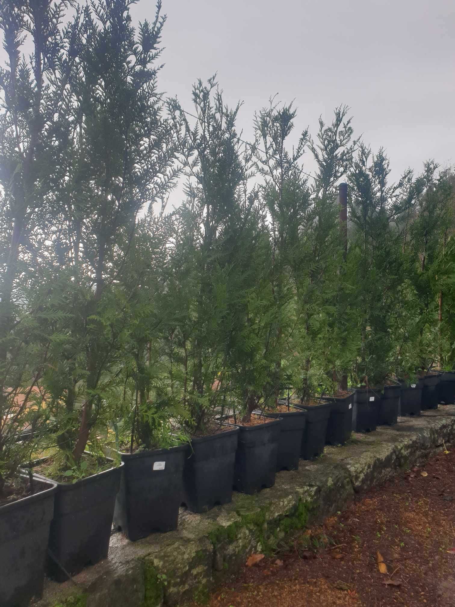 Thuja Atrovirens 1,25m/1,50m (usado para vedação).