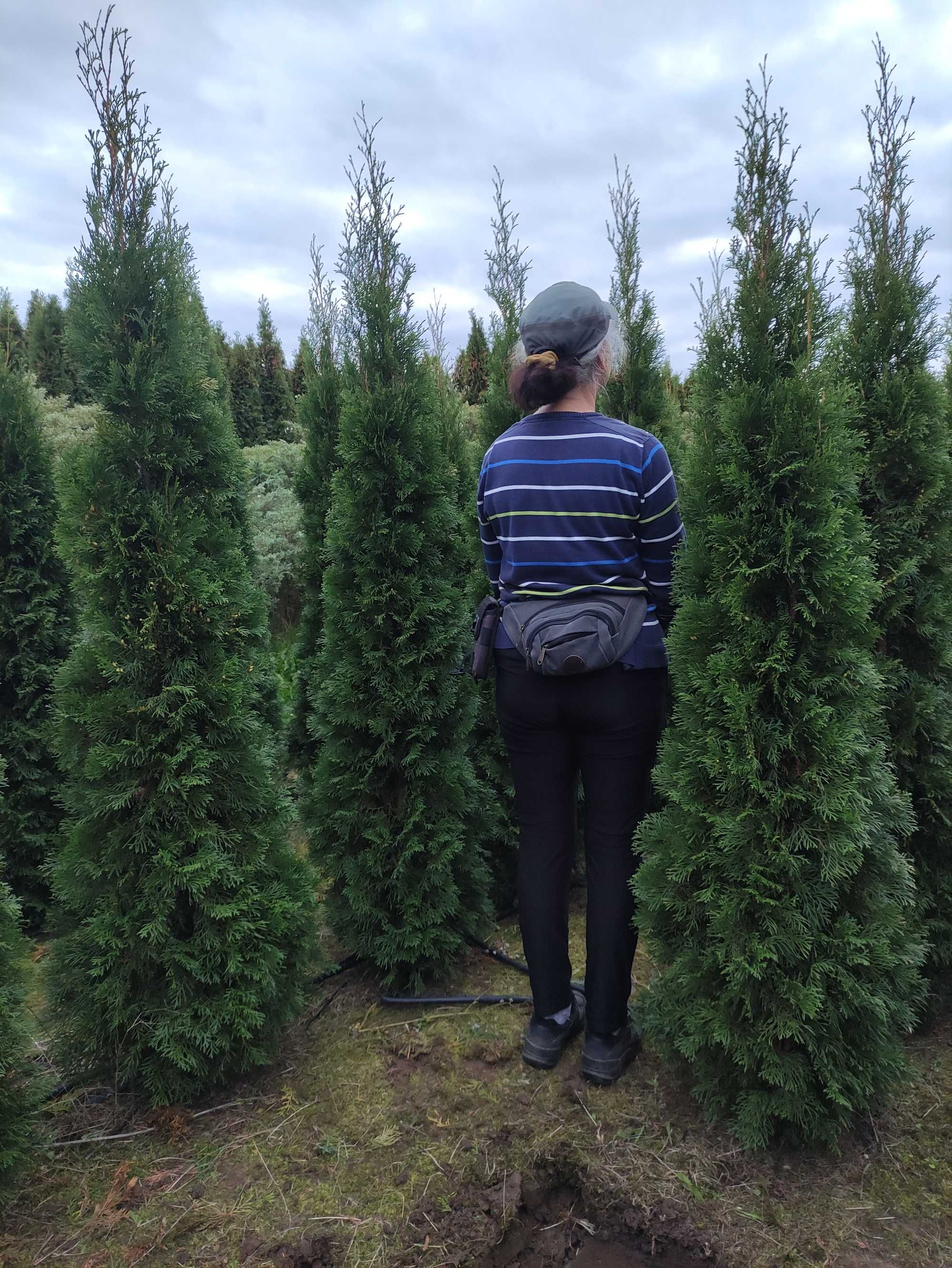 Tuja Szmaragd 200-220 cm, 2 metry, Thuja Smaragd, na żywopłot, szkółka