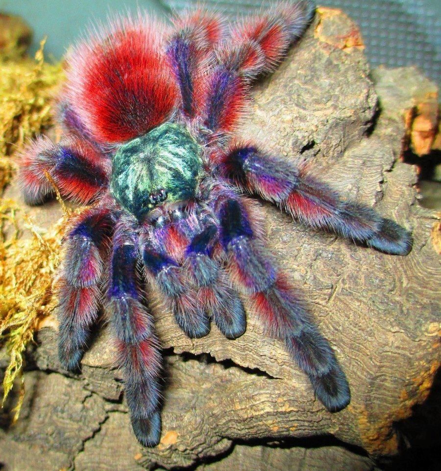 Zamiana 12szt avicilaria caribena versicolor pająk ptasznik