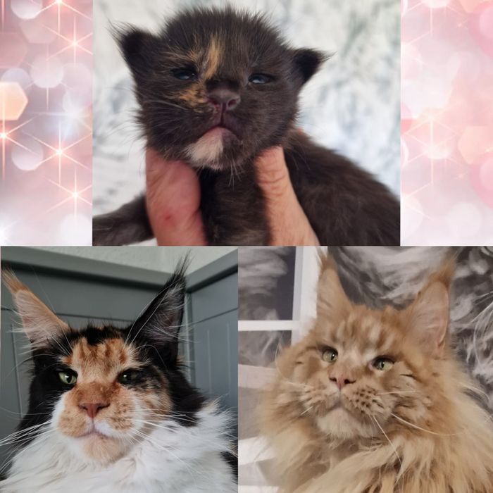 Maine Coon kotka kocięta