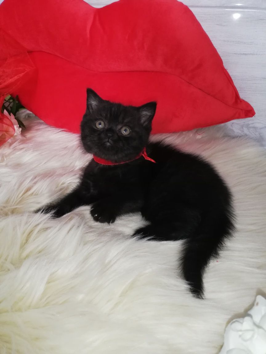 Kot kotki koty kocięta brytyjski