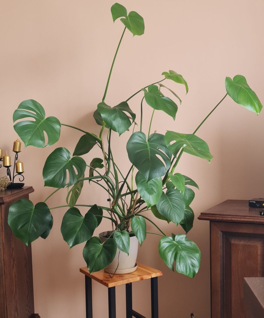 Kwiat doniczkowy monstera domowy liściasty duży do salonu