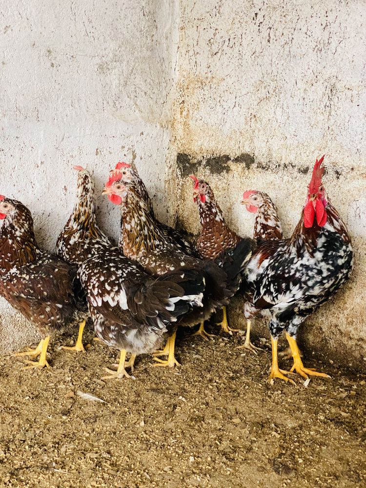 Pintainhos de várias raças: Leghorn tricolor, cream legbar, azur.