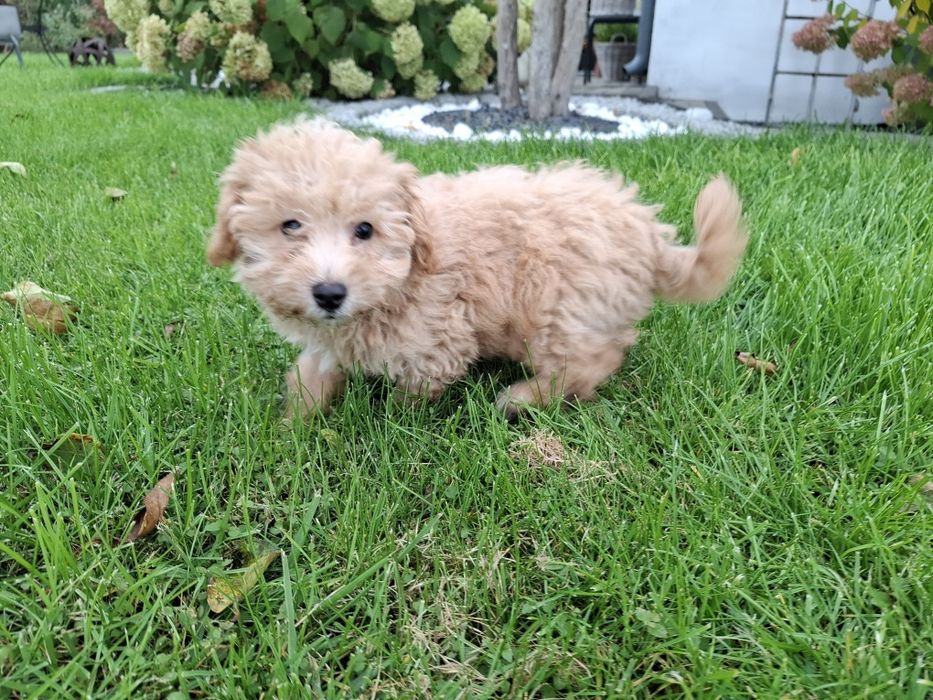 maltipoo szczeniak