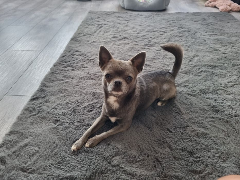 Chihuahua krótkowłosy niebieski