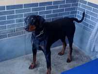 Semir w typie dobermana do adopcji
