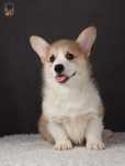 Welsh Corgi Pembroke ZKwP FCI po przebadanych rodzicach