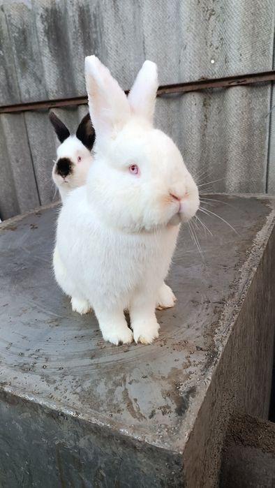 Кролики породи Каліфорнійська та Новозеландський білий.