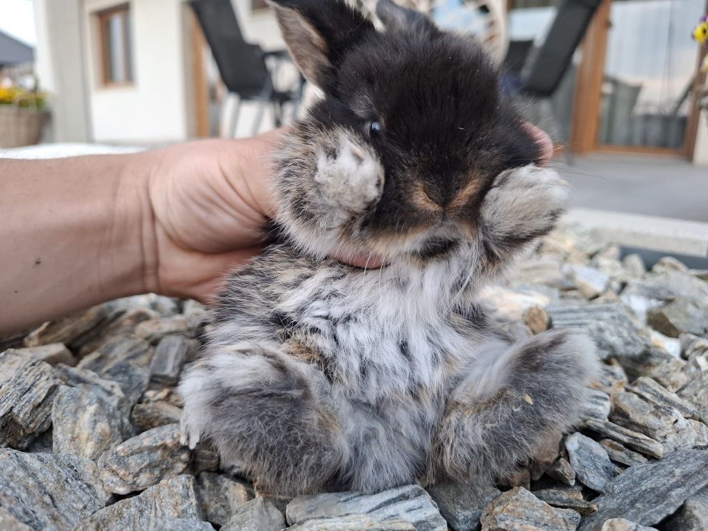 Królik miniaturka króliczek mini lop