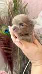 Piekna mini liliowa sunia chihuahua