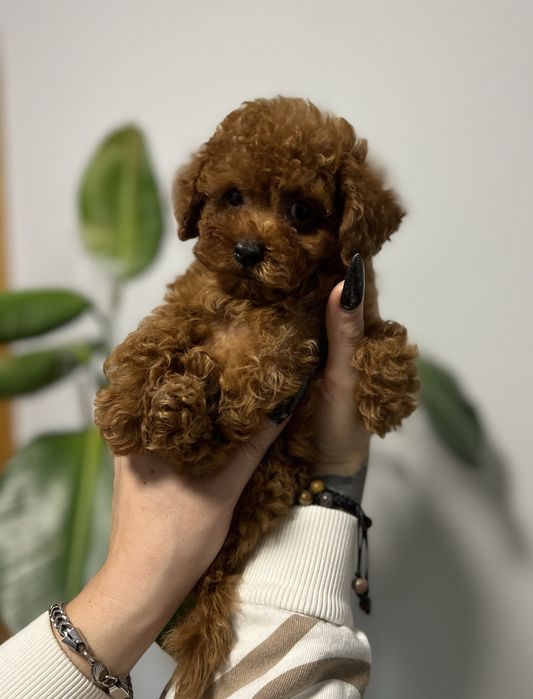 teacup Toy Pudel z najlepszych chińskich linii