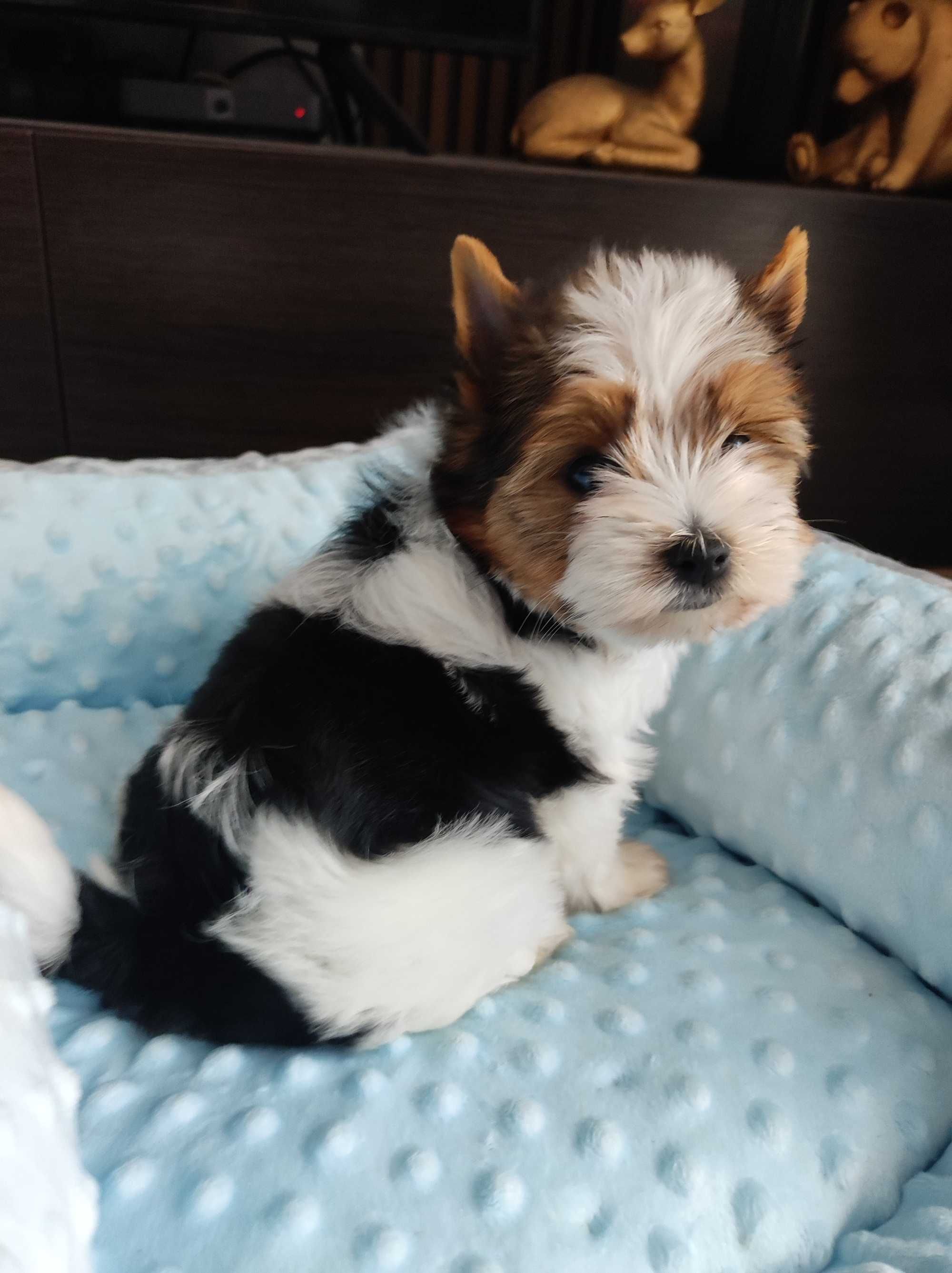 Yorkshire terrier