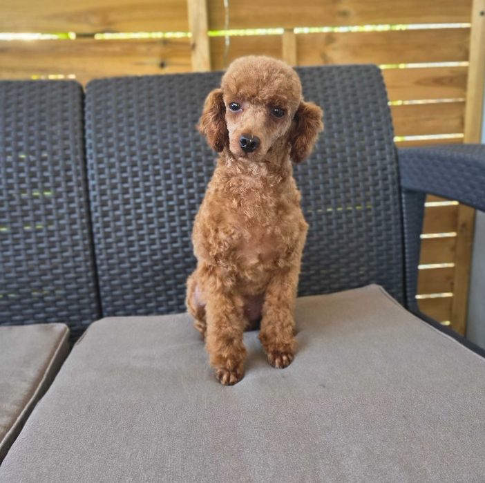 Maltipoo F1 do rezerwacji SUCZKA